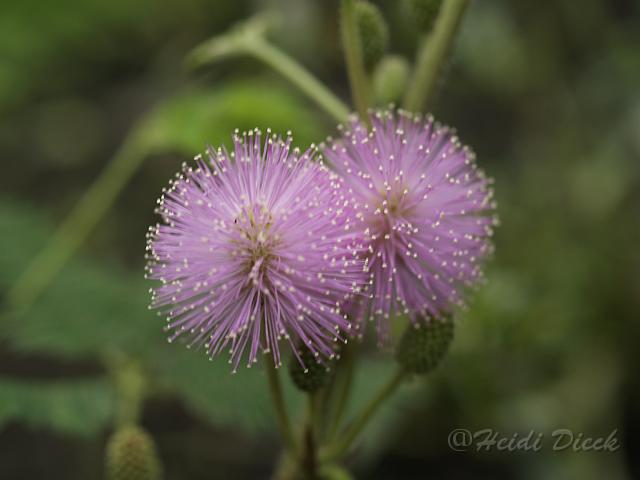 Mimosa pudica1.JPG